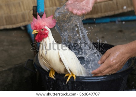 washing chicken Royalty-Free Stock Photo #363849707