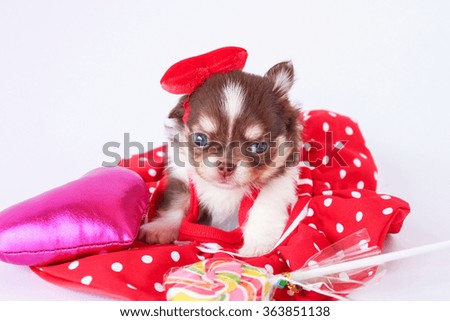 Cute puppy on Valentine's Day with Pink hearton white background