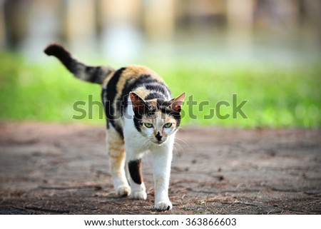 Angry looking cat. Selective focus with blurred background.
