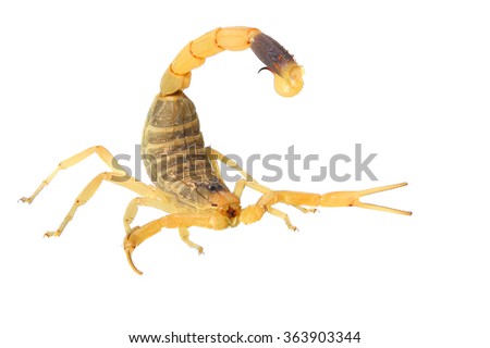 Palestine yellow scorpion or Deathstalker (Leiurus quinquestriatus) isolated on a white background