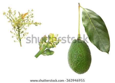 Avocado development stages isolated on a white background (flower, inflorescence, fruit)