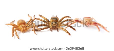 Rubber spider toy isolated