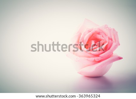 pink and white rose  - soft focus and vintage effect picture style
