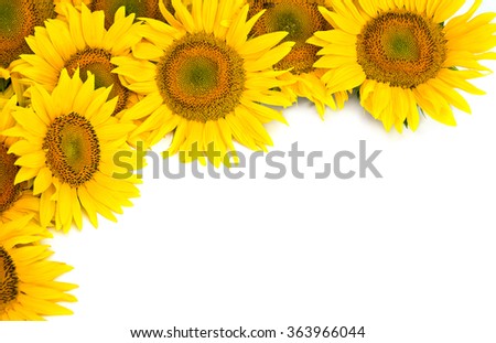 Flowers sunflower on white background