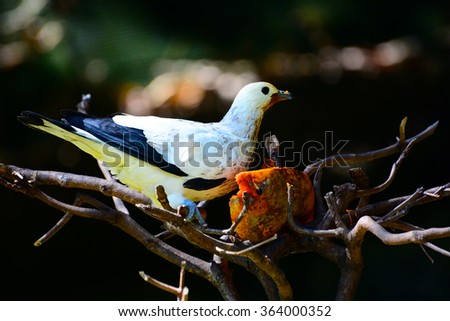 Pied Imperial Pigeon standing on the branch while eating ripe papaya