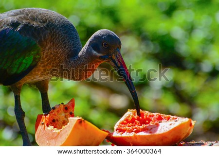 Black-headed Ibis eating ripe papaya