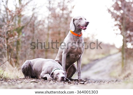 two weimaraner dogs waiting sad lonely dirt road in a forest in winter nature, sadness, loneliness, cold
