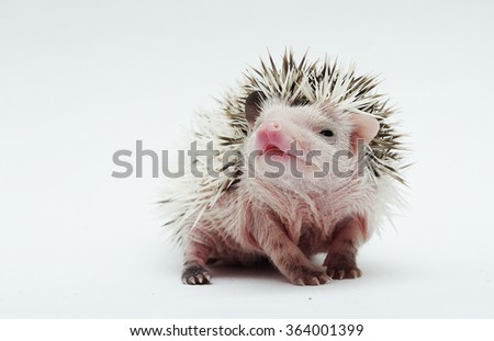 beautiful young sweet cute rodent african pygmy hedgehog baby color white face algerian dark grey pinto with white headspines