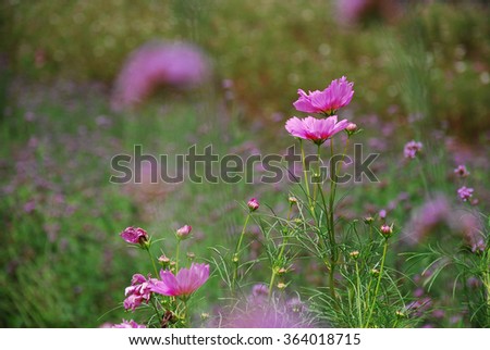 Colorful  gelsang flowers in garden