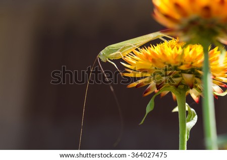 close up of grass hopper on yellow flower in Thai winter