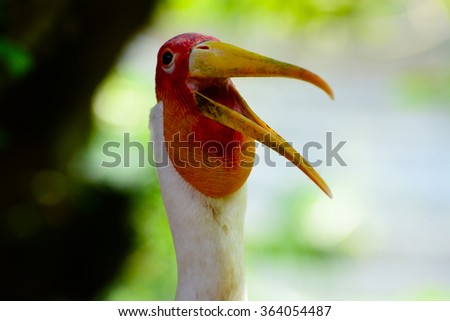 Happy American White Pelican open the big mouth