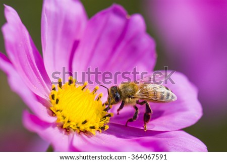 Spring single daisy flower and bee Royalty-Free Stock Photo #364067591