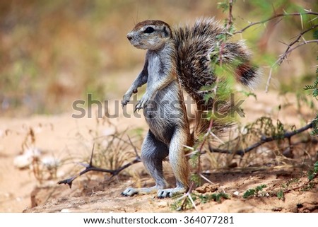 ground squirrel at kgalagadi