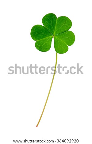 Green clover leaf isolated on white background. This has clipping path.