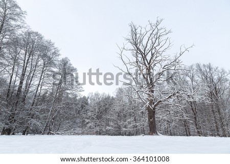 Snowy forest landscape with road driving into the woods.