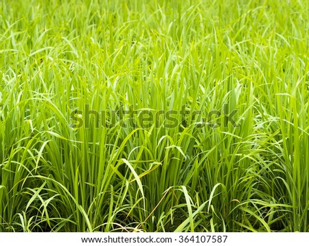 Fresh green rice field.