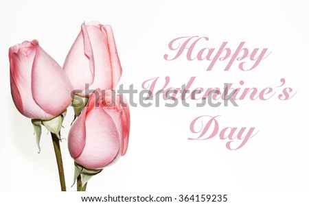 Three pink roses for Valentine's day on white background