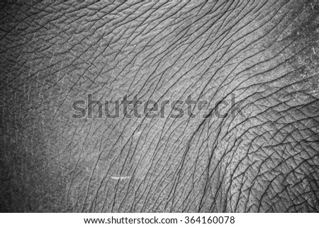 Elephant skin texture monochrome background.