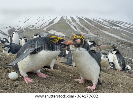 Pair of Macaroni penguins with egg with snowy lines in background, Zavodovski Island, South Sandwich