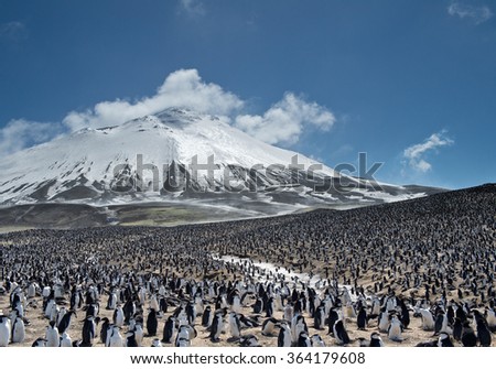 Colony of penguins with snowy mountain in the background, Zavodovski Island, South Sandwich Islands Royalty-Free Stock Photo #364179608