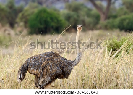 Female of African ostrich (Struthio camelus) in National reserve park of Kenya