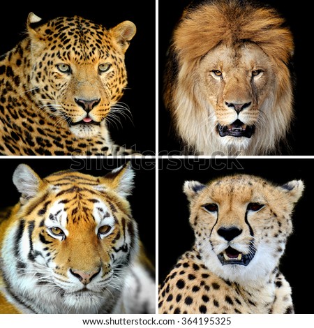 Four big wild cats (leopard, tiger, lion, cheetah)