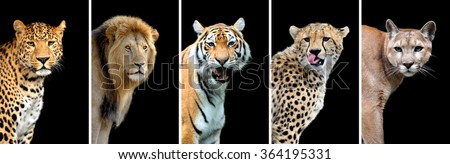 Five big wild cats (leopard, tiger, lion, cheetah, puma) Royalty-Free Stock Photo #364195331