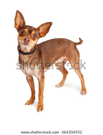 Cute little Chihuahua dog standing over white background looking forward into camera