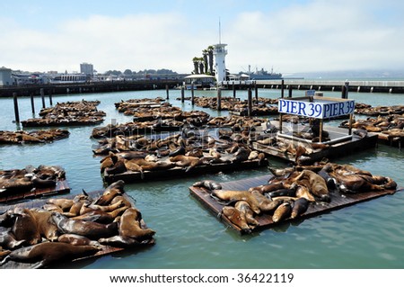 Sea lions on pier 39 in San Francisco, USA. Royalty-Free Stock Photo #36422119