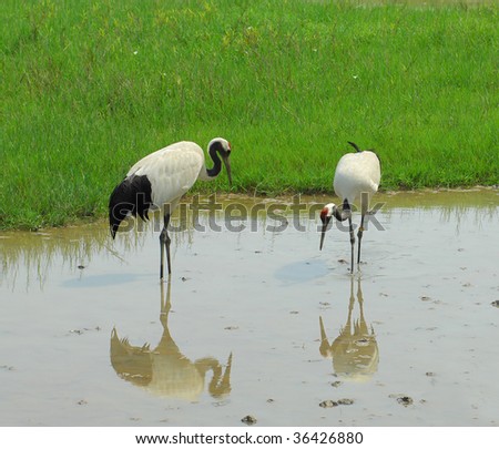 cranes with gree grass colors in the background (See more birds in my portfolio).