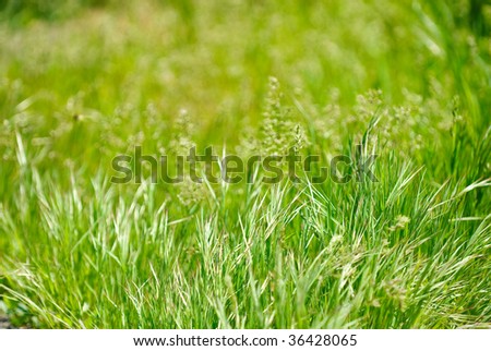 a green meadow is swardy as a background