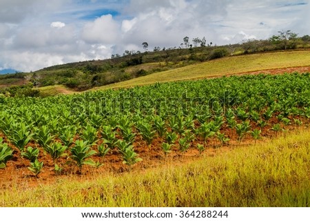 Tobacco farm in Santander department of Colombia