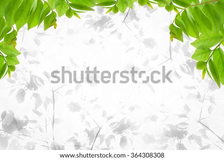 Fresh Green leaf isolated background
