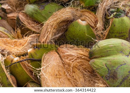 shell coconut
