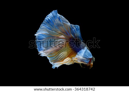 Colorful of siamese fighting fish