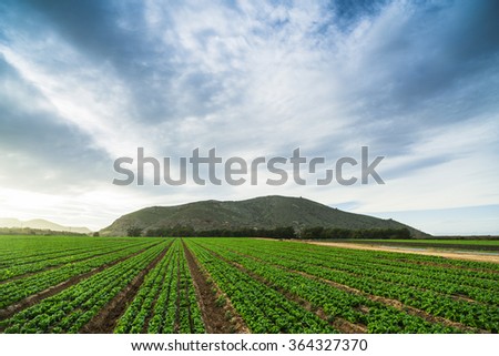 Plantations of greenery in the Mar Menor, mountains in the background. The province of Murcia. Spain