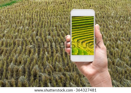 Female hand holding mobile smart phone taking pictures paddy rice field