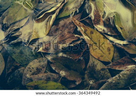 Yellow maple leaf to swim on the water. autumn leaves in a water