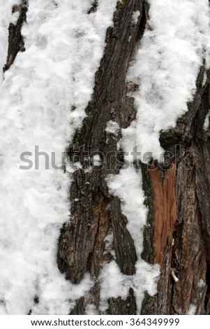 Tree bark in snow. Seasonal natural background.