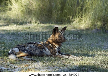 African wild dog
