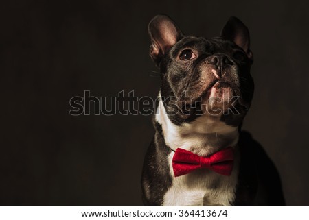 closeup picture of a french bulldog puppy dog looking away from the camera in studio, wearing a red bow tie