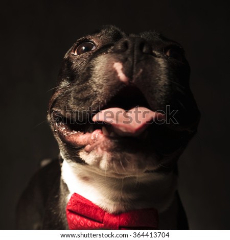 closeup picture of a happy french bulldog puppy dog wearing bow tie and looking up in studio