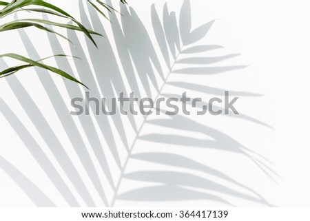 shadow of palm leaves Royalty-Free Stock Photo #364417139