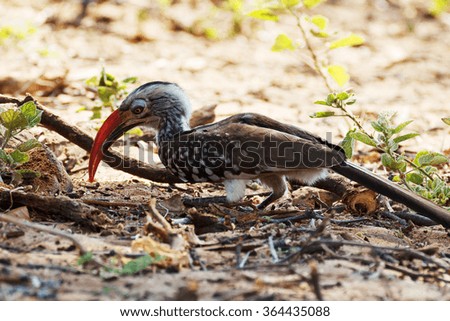 Yellow-billed Hornbill lookung for food on ground, Etosha, Namibia