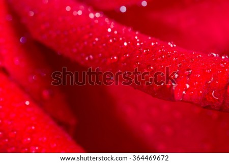 macro closeup view of red rose with water drops, shallow depth of field