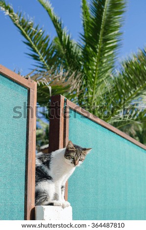 white cat sitting on the fence on the background of palm trees