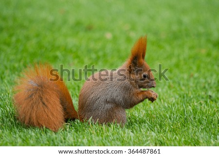 Squirrel, Lazienki park, Warsaw