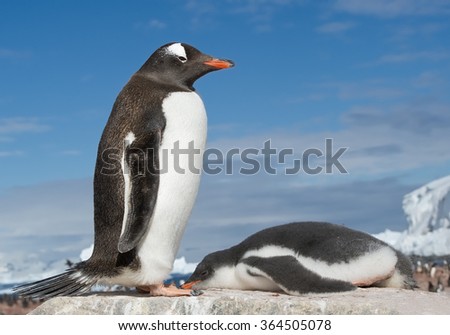 Young Gentoo penguin lying on the rock in front of his parent, with icy blue background, Antarctica