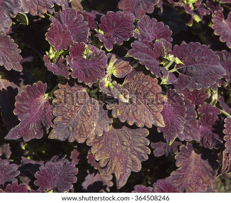 Picture of purple coleus plant growing on flowerbed in a park 