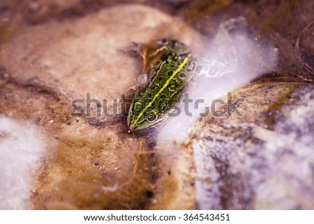 green frog under water